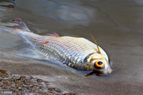 夢到死掉的魚